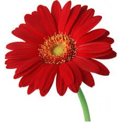 Flowers arrangement for Shop Opening