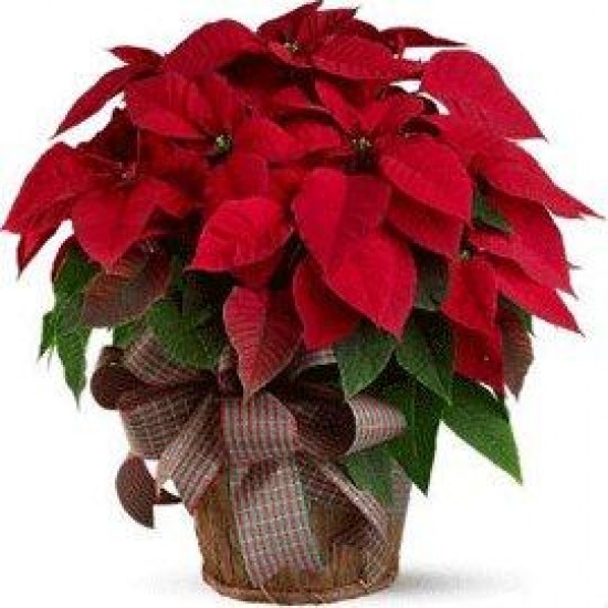 Christmas Bliss Poinsettia Delight