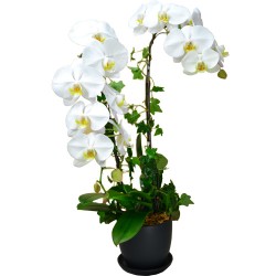 Graceful Whites Pure White Taiwan Orchids
