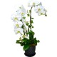 Graceful Whites Pure White Taiwan Orchids