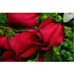 One Dozen Premium Fresh Red Roses Bouquet