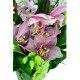 Exquisite Harmony Holland Cymbidium Vase Arrangement